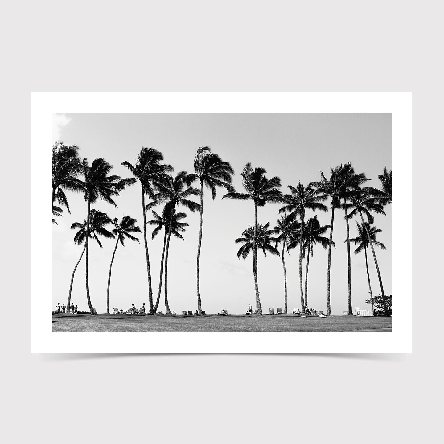 KAUAI PALMS